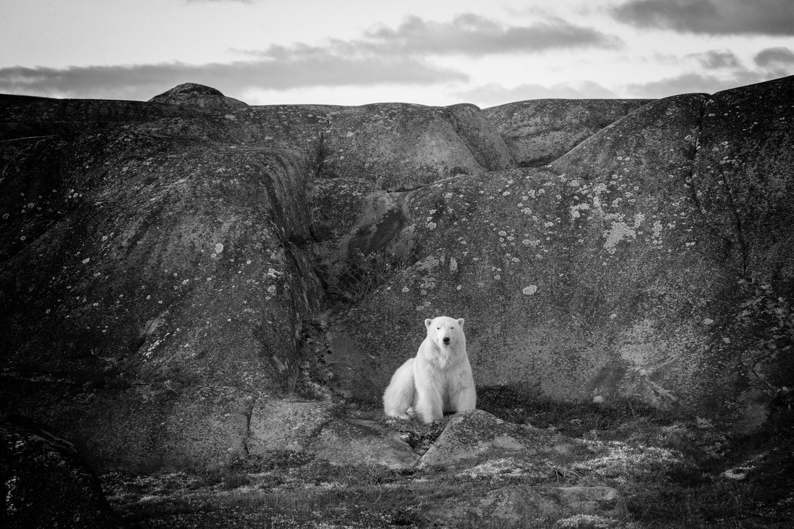 © Cliff Black, Canada, entry, Open Competition, Natural World & Wildlife, 2026 Sony World Photography Awards